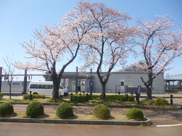 sakura01