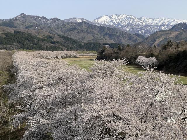 千本桜