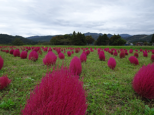 kochia