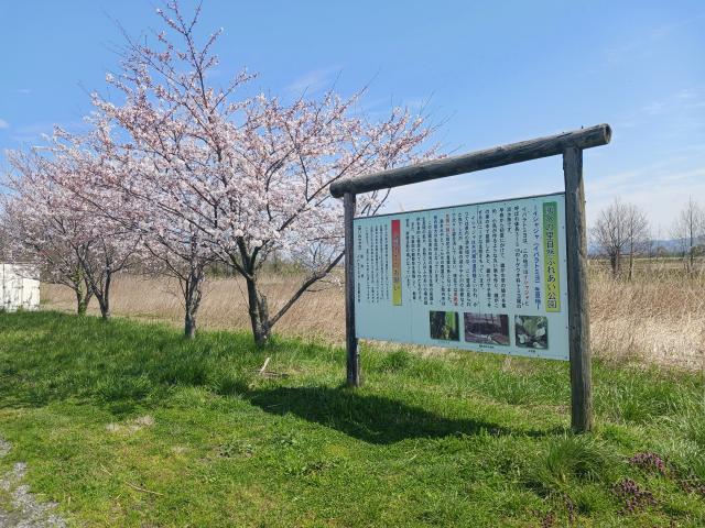 桜