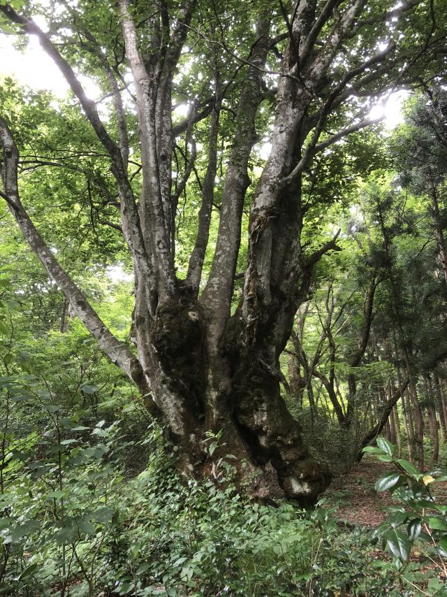 ししのくら2