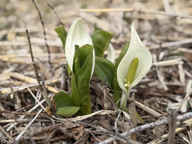 みずばしょうより